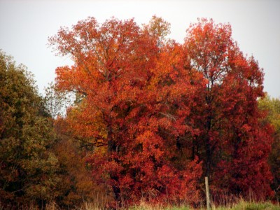 Tennessee Autumn #2